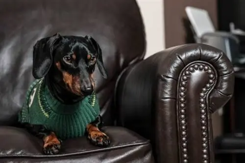 সোফা মধ্যে dachshund