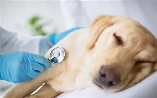 Examen vétérinaire spécialiste chien malade_didesign021_shutterstock