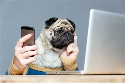 Anjing pug bijaksana dengan tangan pria di sweter menggunakan laptop dan ponsel_Dean Drobot_shutterstock