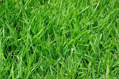 1 Ryegrass Abadi