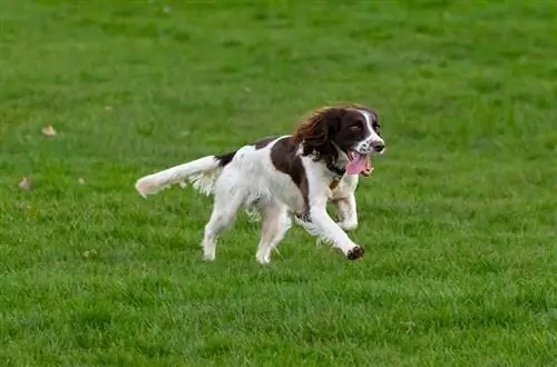 pelompat spaniel berlari