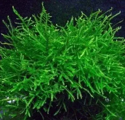 ตู้ปลามาร์คัส Java Moss