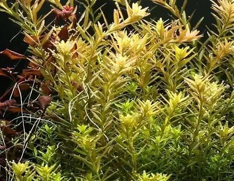 Rotala Rotundifoilia