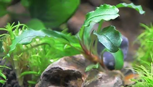 Bucephalandra