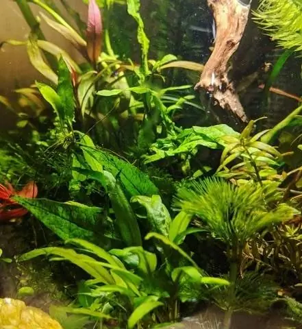 GreenPro Cryptocoryne