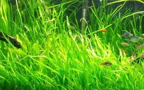 FDY 18 Akwarium Plante Jungle Vals Vallisneria