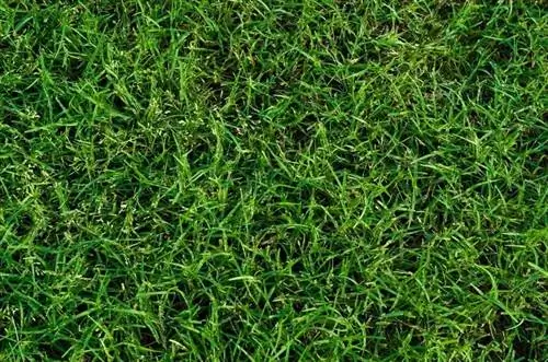 maisemoitu bermuda grass_tammykayphoto_shutterstock