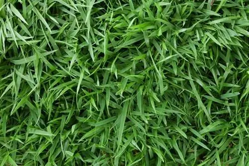 Ruoho Zoysia matrella_Tatchaphol_shutterstock