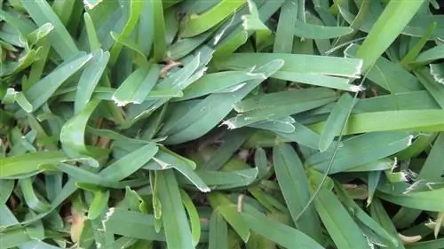 سبز Centipede grass_MarkS26_shutterstock