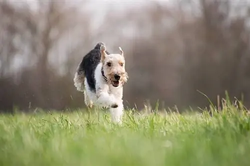 6 bedste hundegræsser i 2023: En sammenligning af typer