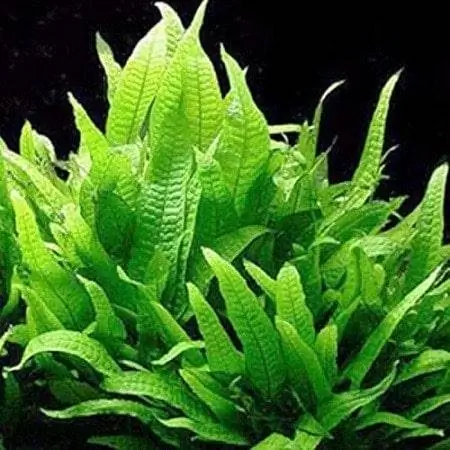 Java Fern