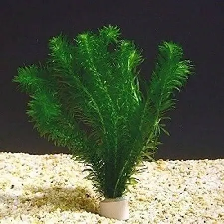 Anacharis/Elodea Densa/Egeria Densa