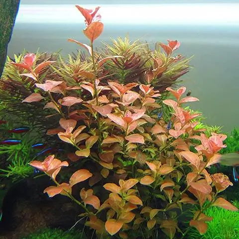 Ludwigia Repens