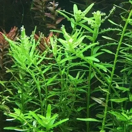 Rotala