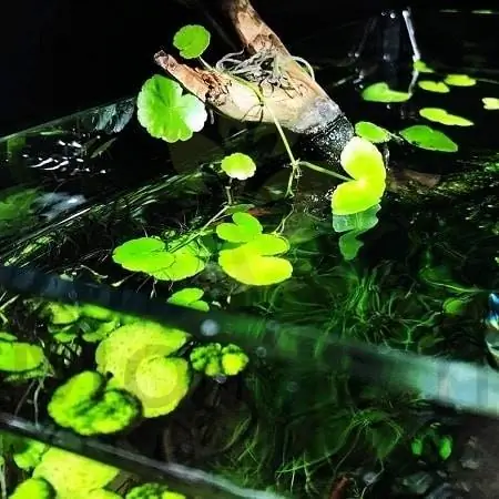 Brasiliansk pennywort