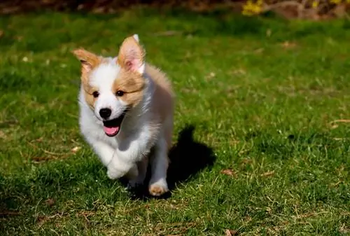 Chiot Corgi blanc et brun