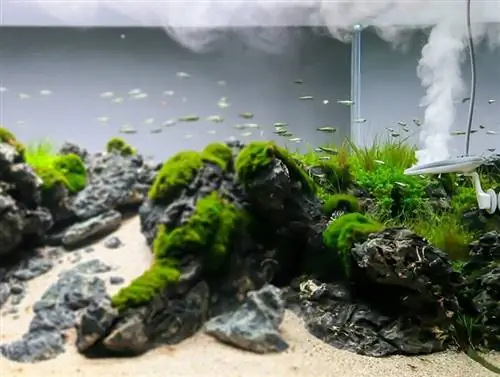 TWINSTAR Nano Plus Aquarium Algehæmning