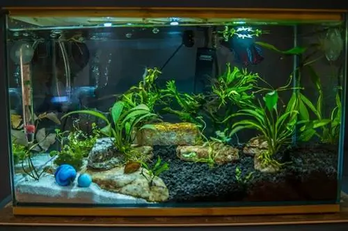 aquecedor em um tanque betta