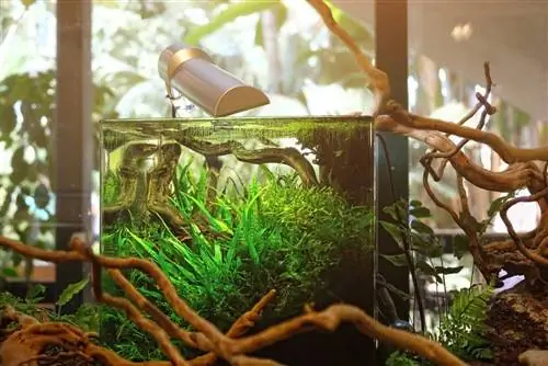 7 beste planten voor nano-aquaria 2023 – Recensies & Topkeuzes