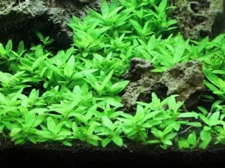 Staurogyne Repens Gewebekultivierte Aquariumpflanze