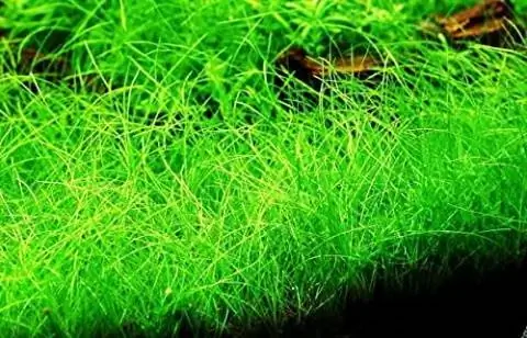 Greenpro Hairgrass nano