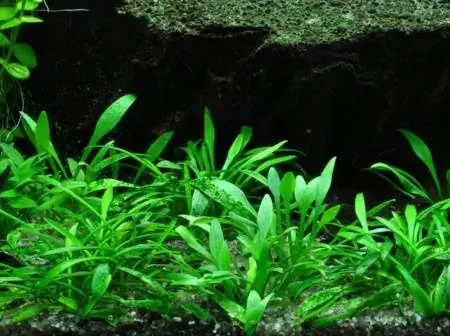 Bima Cryptocoryne Parva