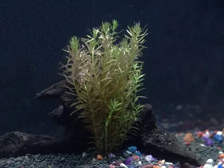 Rotala Indica