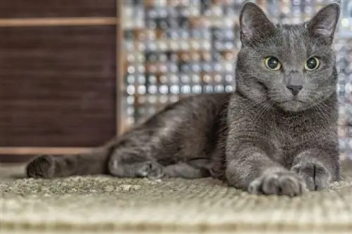 Russische blaue Katze, die sich hinlegt