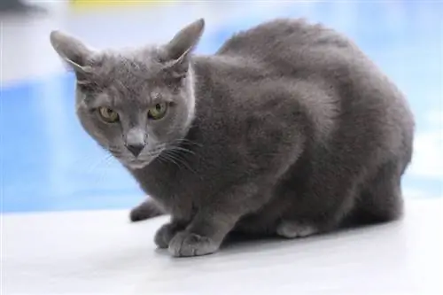 gros plan du chat bleu russe