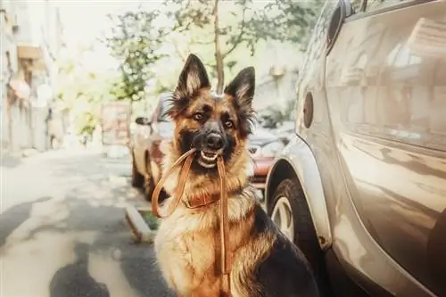 Deutscher Schäferhund Leash_shutterstock_OlgaOvcharenko