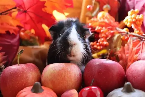 nguruwe ya Guinea na apples nyekundu