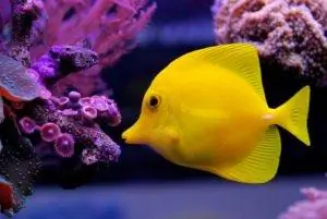 Zebrasoma flavescens Yellow Tang zivs ar violetu koraļļu rifu