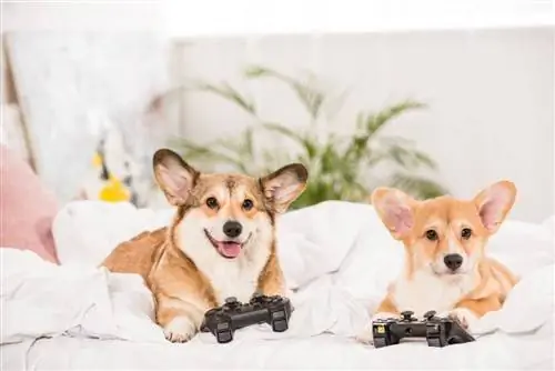 Mais de 100 nomes de cachorros inspirados em videogames: inovadores, nerds, divertidos & ideias originais