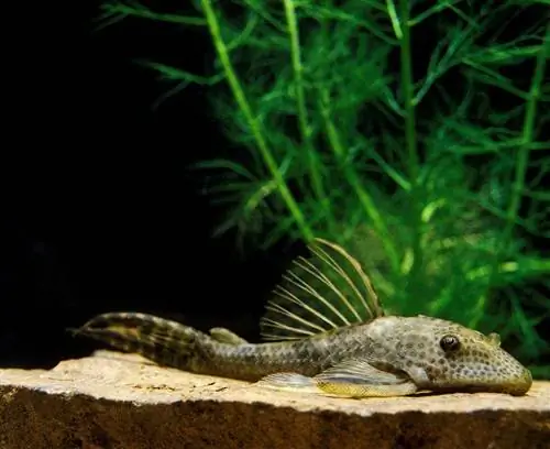 Karaniwang Pleco