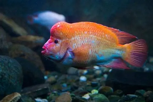 Rooi duiwel Cichlid