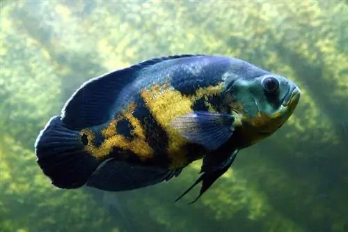 Ikan Oscar