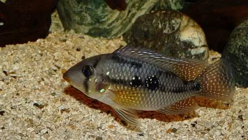 Geofagus brasiliensis