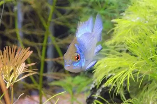 Acara cichlid biru elektrik di akuarium