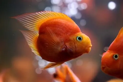 Blood Red Parrot Cichlids trong bể