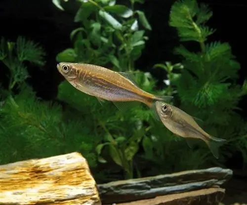 dalawang Giant Danio fish