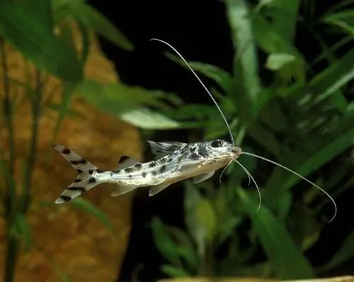 Pictus Catfish