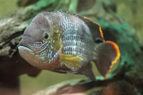 loài cichlid khủng bố xanh