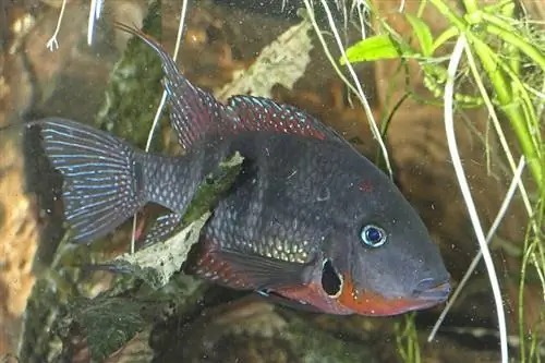 Torichthys meeki