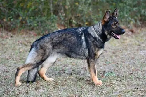 Sable German Shepherd stacking