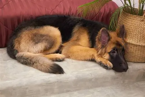 king german shepherd puppy sleep near bed_Vach cameraman_shutterstock