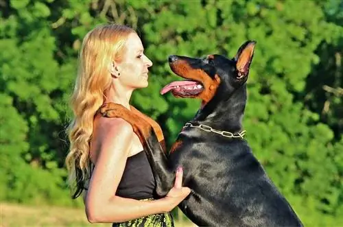 Informacione për racën e qenve Doberman Pinscher