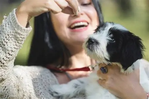 Žena v rukách drží hroziace sušienky pre tibetského teriéra puppy_slavica stajic_shutterstock