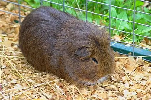 cavia in kooi