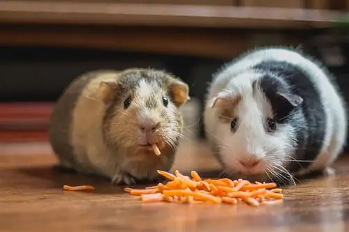 twee cavia's die geraspte wortelen eten