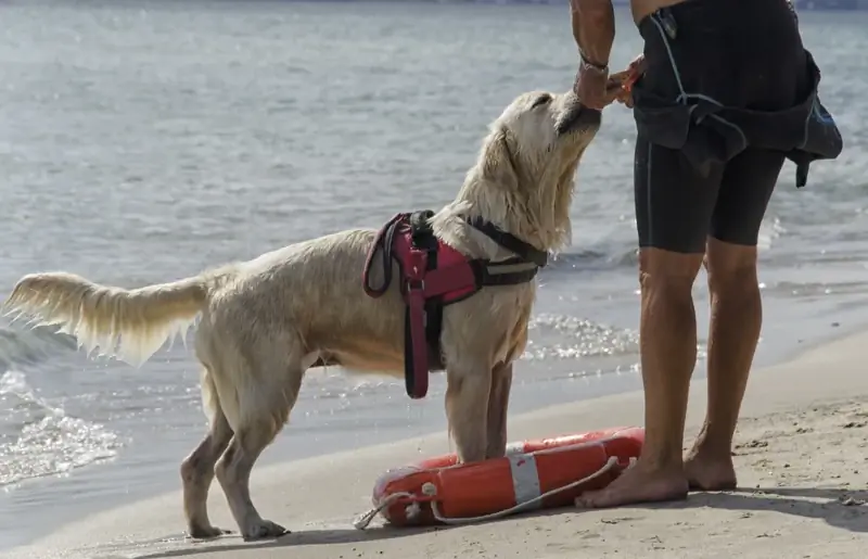 cari dan selamatkan anjing labrador di pantai bersama pawangnya